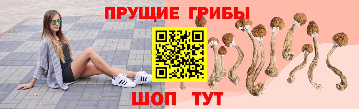 Галлюциногенные грибы Cubensis  Вход с VPN  Звенигород 